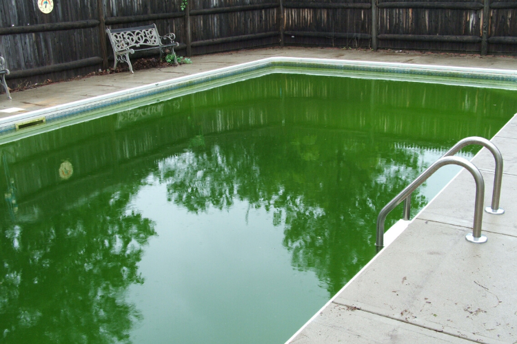 piscine eau verte